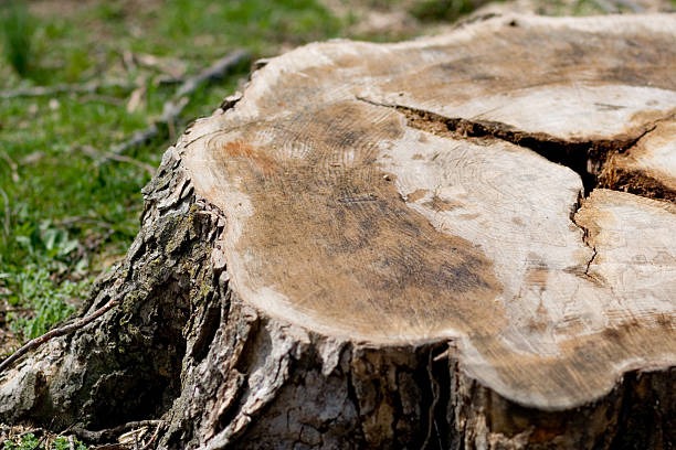 Tree Removal Company Near Me Lufkin Environmental’s Guide